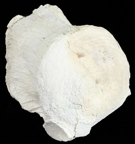 Fossil Brontotherium (Titanothere) Vertebrae - South Dakota #53687